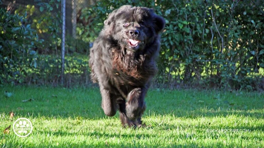 8 Cool Facts About Newfoundland Dogs For Newfie Lovers! 5 Newfoundland Dogs