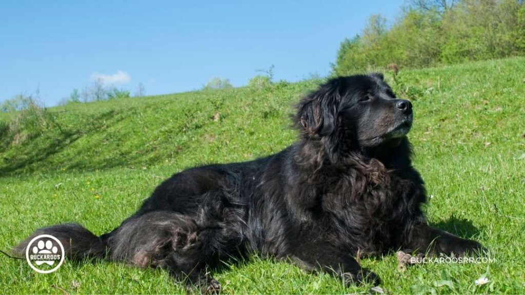 8 Cool Facts About Newfoundland Dogs For Newfie Lovers! 6 Newfoundland Dogs