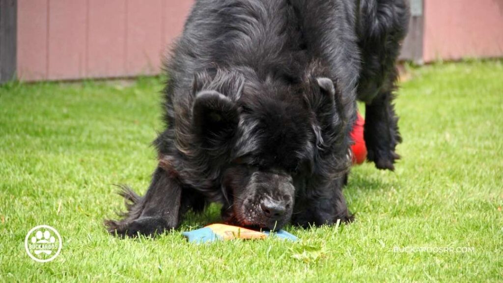 8 Cool Facts About Newfoundland Dogs For Newfie Lovers! 7 Newfoundland Dogs