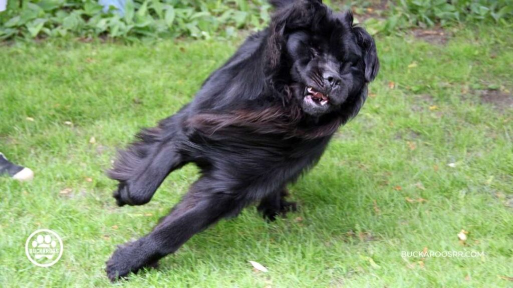 8 Cool Facts About Newfoundland Dogs For Newfie Lovers! 8 Newfoundland Dogs