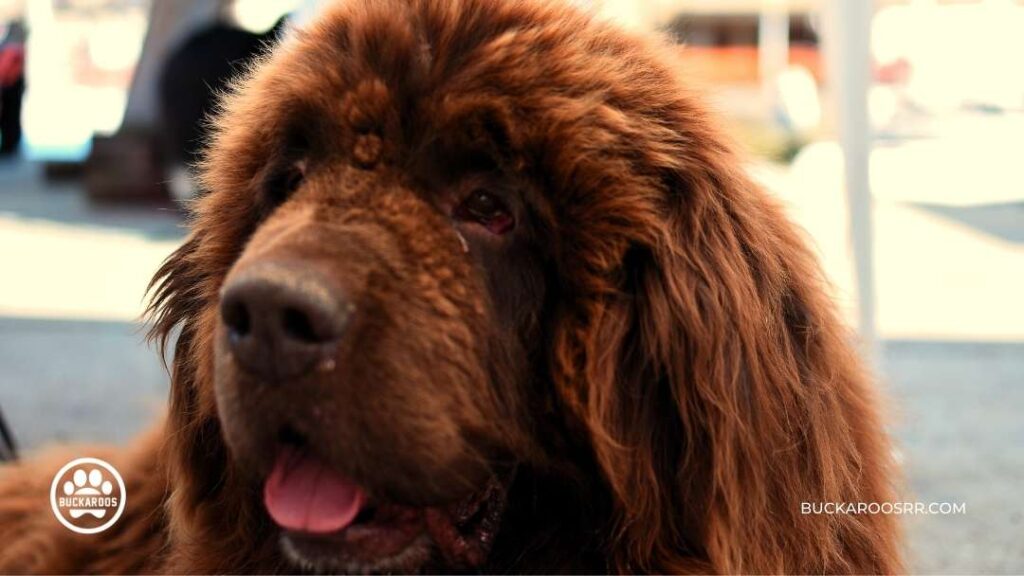 8 Cool Facts About Newfoundland Dogs For Newfie Lovers! 9 Newfoundland Dogs