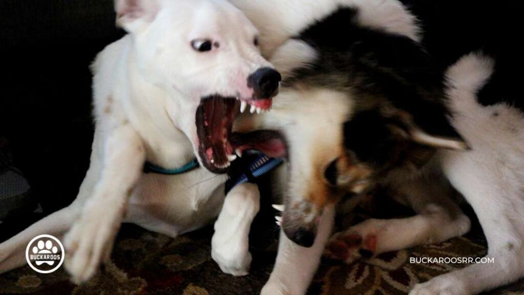Dog Aggression: Behavior Training for Aggressive Dogs 1 Dog Aggression
