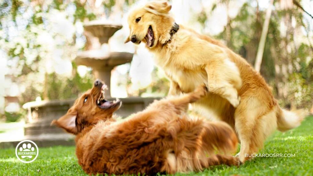 Dog Aggression: Behavior Training for Aggressive Dogs 11 Behavior Training