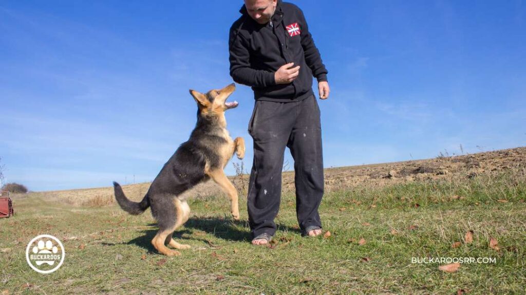 Dog Aggression: Behavior Training for Aggressive Dogs 12 Behavior Training