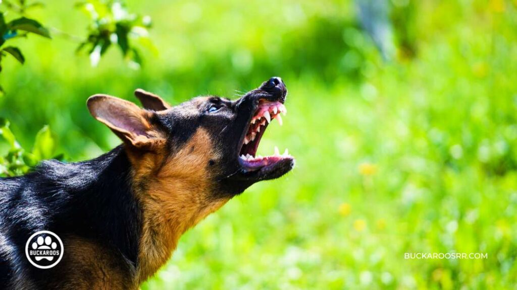 Dog Aggression: Behavior Training for Aggressive Dogs 3 Dog Aggression