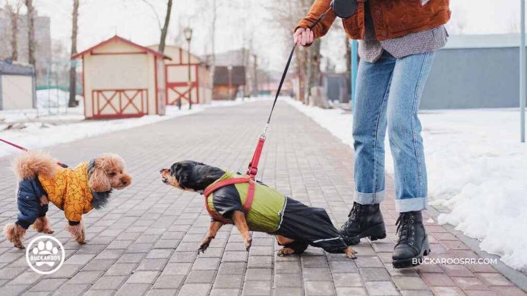 Dog Aggression: Behavior Training for Aggressive Dogs 4 Training for Aggressive Dogs