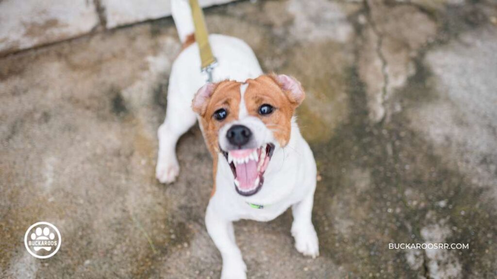Dog Aggression: Behavior Training for Aggressive Dogs 5 Training for Aggressive Dogs
