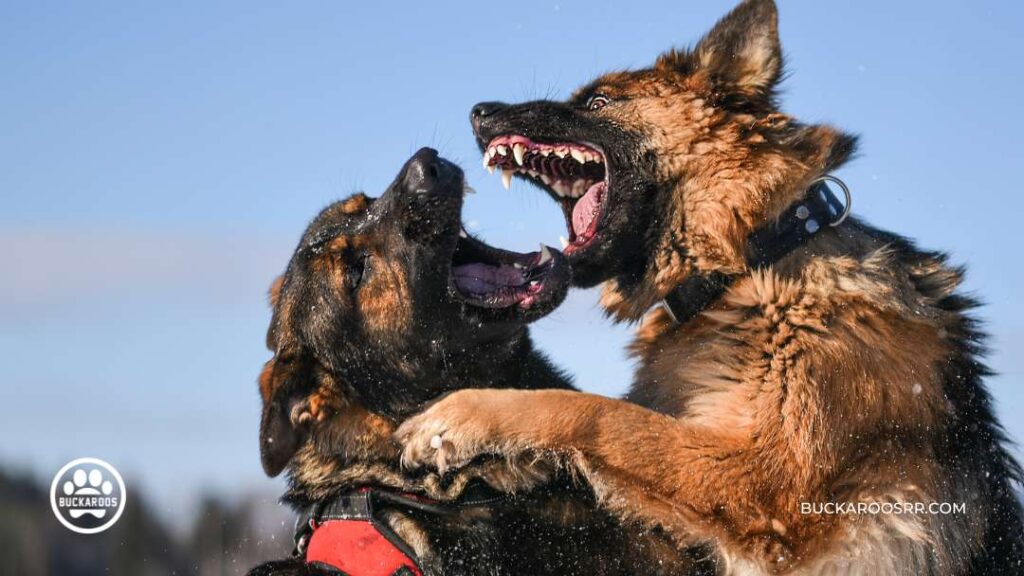 Dog Aggression: Behavior Training for Aggressive Dogs 9 Dog Aggression Training in Oklahoma