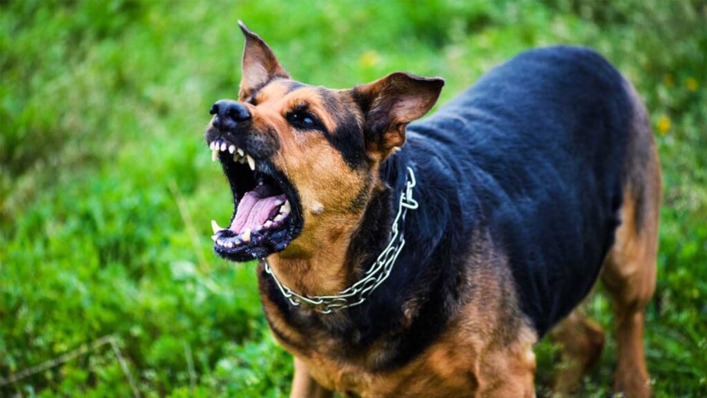 Aggressive dog training https://360dogcare.com/aggressive-dog-training/