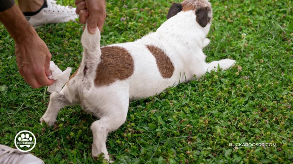 7 Heartworm Symptoms in Dogs and Their Treatment 2 Heartworm Symptoms