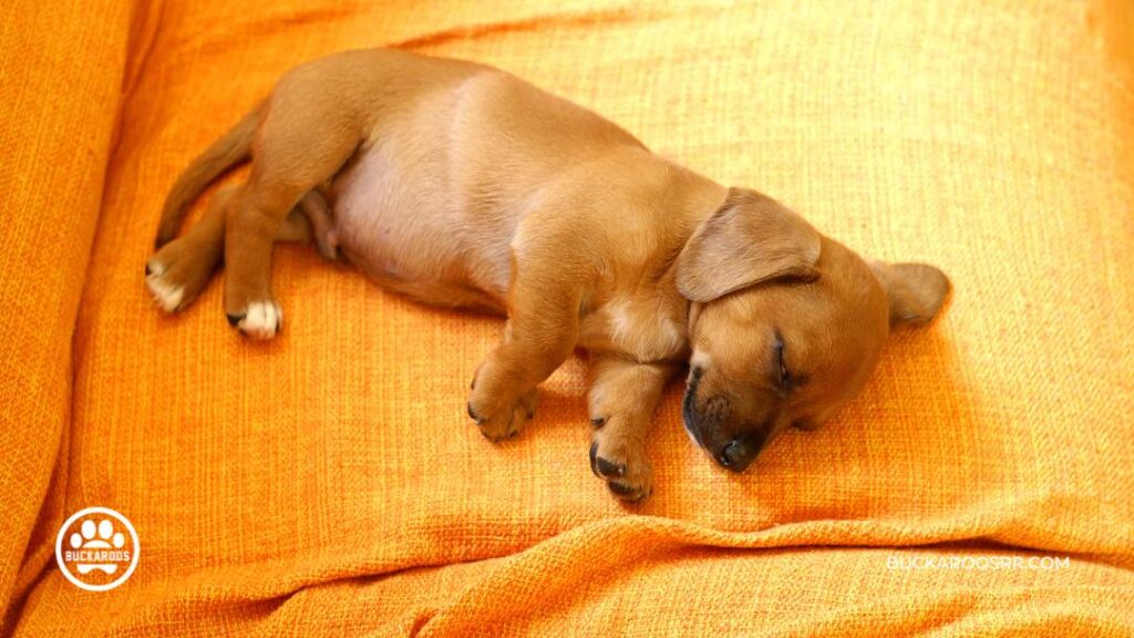 7 Heartworm Symptoms in Dogs and Their Treatment 3 Heartworm Symptoms