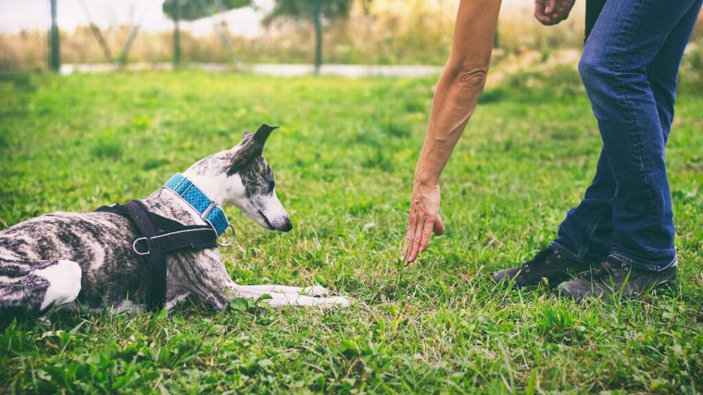 How To Use Positive Reinforcement Training For Dogs 2 How To Use Positive Reinforcement Training For Dogs https://360dogcare.com/2023/06/11/positive-reinforcement-training/