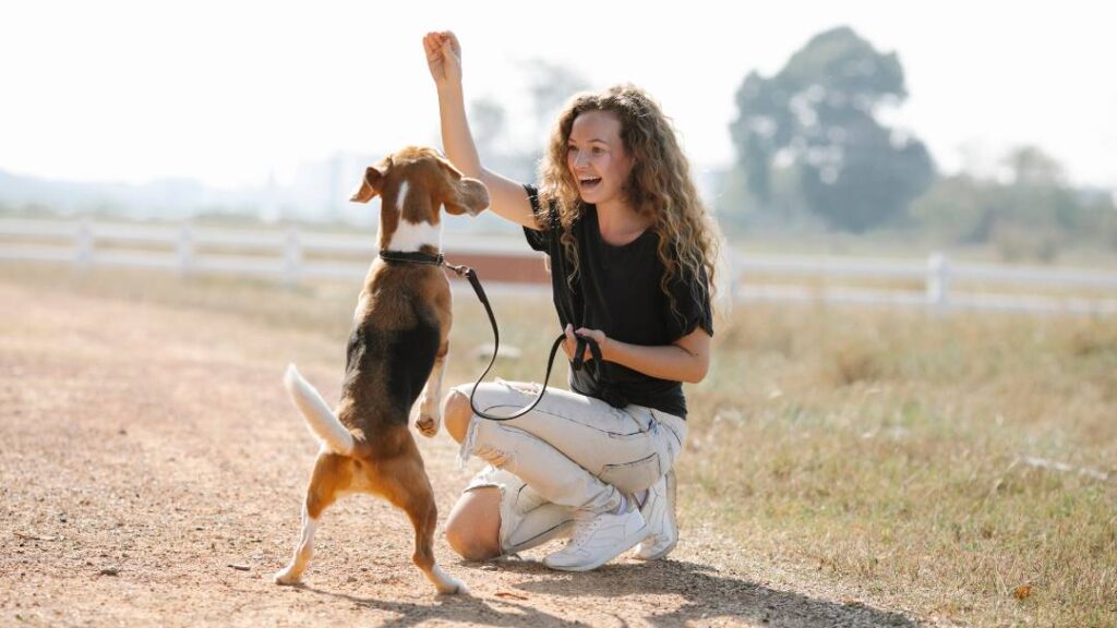How To Use Positive Reinforcement Training For Dogs 1 How To Use Positive Reinforcement Training For Dogs https://360dogcare.com/2023/06/11/positive-reinforcement-training/
