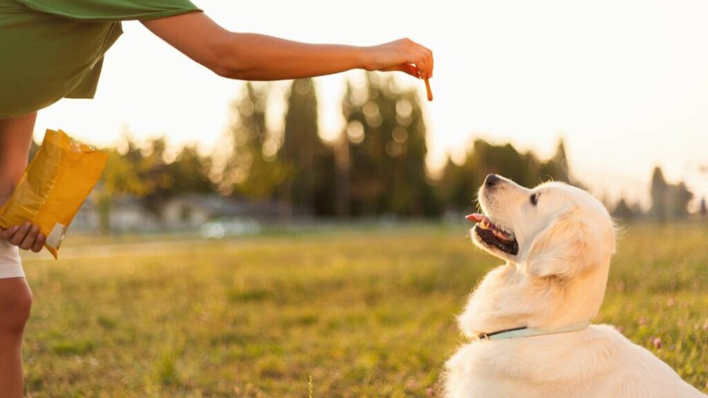 How To Use Positive Reinforcement Training For Dogs 4 How To Use Positive Reinforcement Training For Dogs https://360dogcare.com/2023/06/11/positive-reinforcement-training/