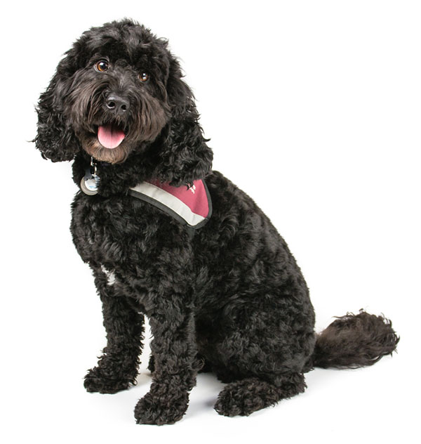 Long Cockapoo