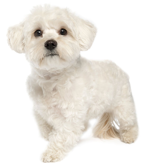 Maltese Dog