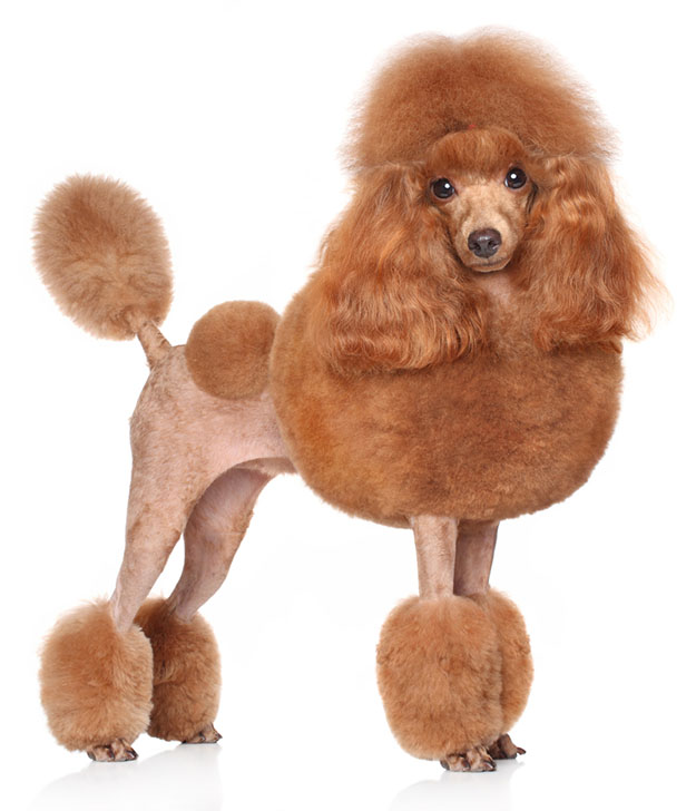 Toy Poodle