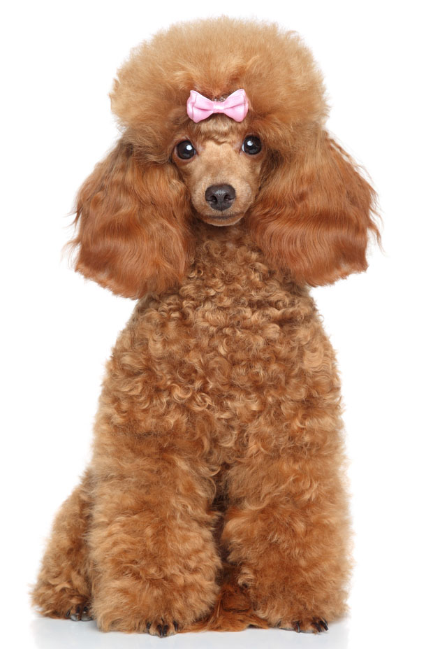 Toy Poodle puppy