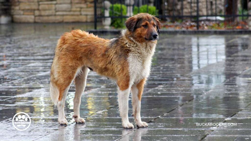 Does Weather Affect Dog Behavior? 1 Does Weather Affect Dog Behavior