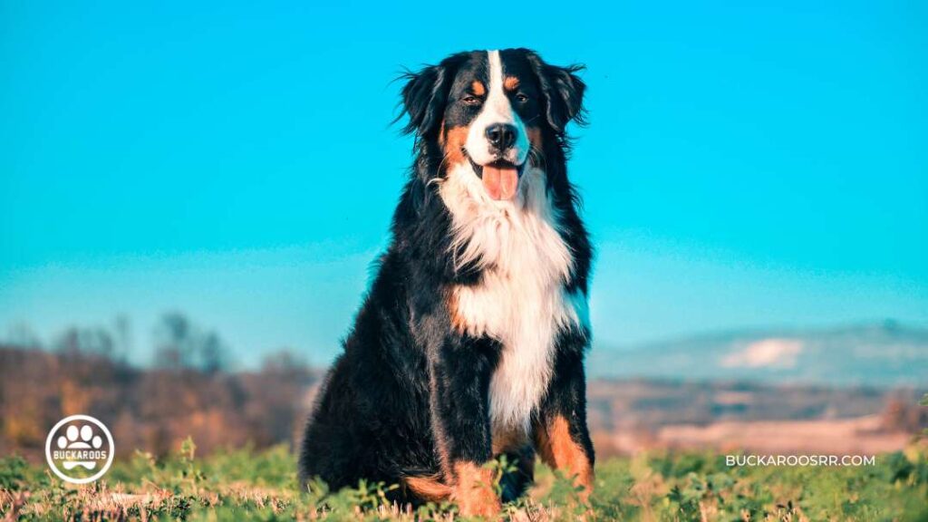 Does Weather Affect Dog Behavior? 2 Does Weather Affect Dog Behavior