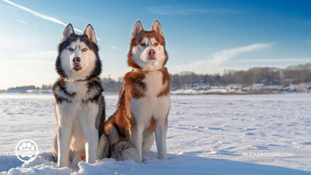 Does Weather Affect Dog Behavior? 3 Does Weather Affect Dog Behavior