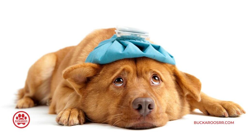 Does Weather Affect Dog Behavior? 4 Does Weather Affect Dog Behavior