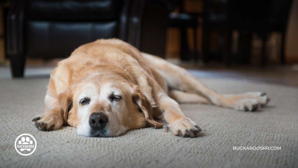 Does Weather Affect Dog Behavior? 5 Does Weather Affect Dog Behavior