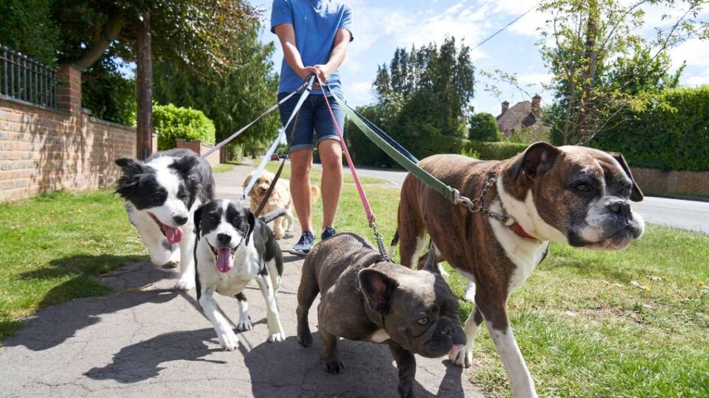 Dog Walking In Pauls Valley, OK