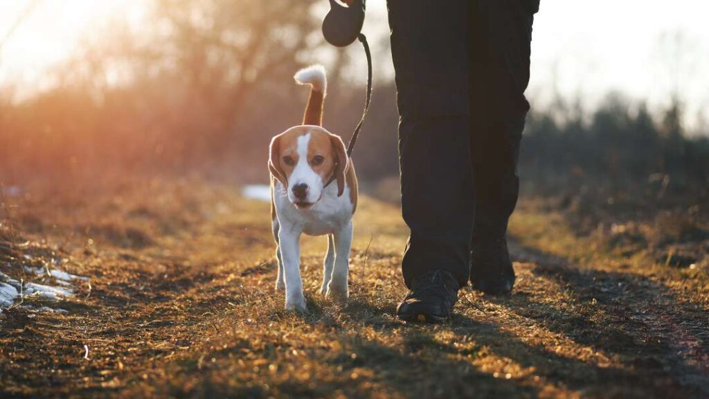 Dog Walking In Pauls Valley, OK