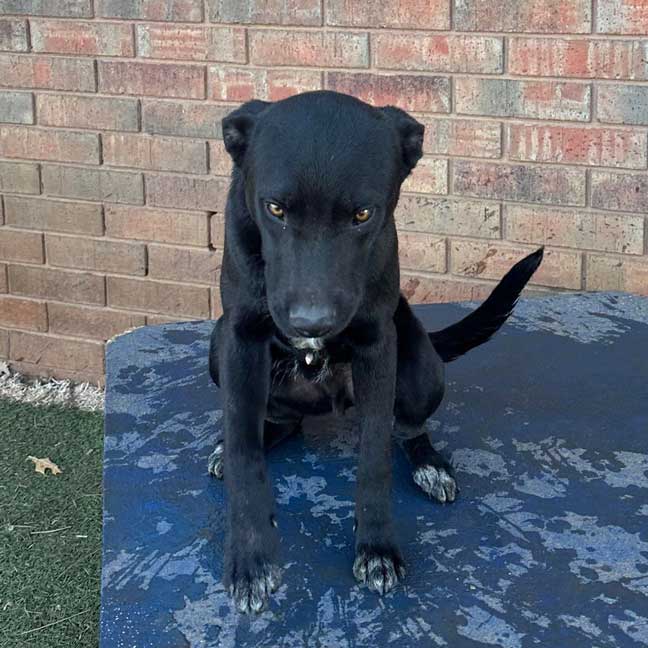 DOG-RESCUE-OKLAHOMA