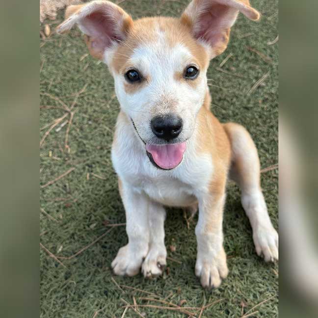DOG-RESCUE-OKLAHOMA